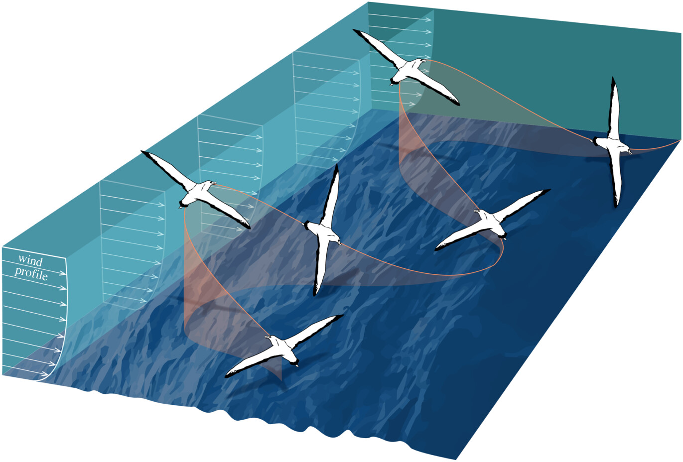 rsos WA Dynamic Soaring Philip Richards Paper