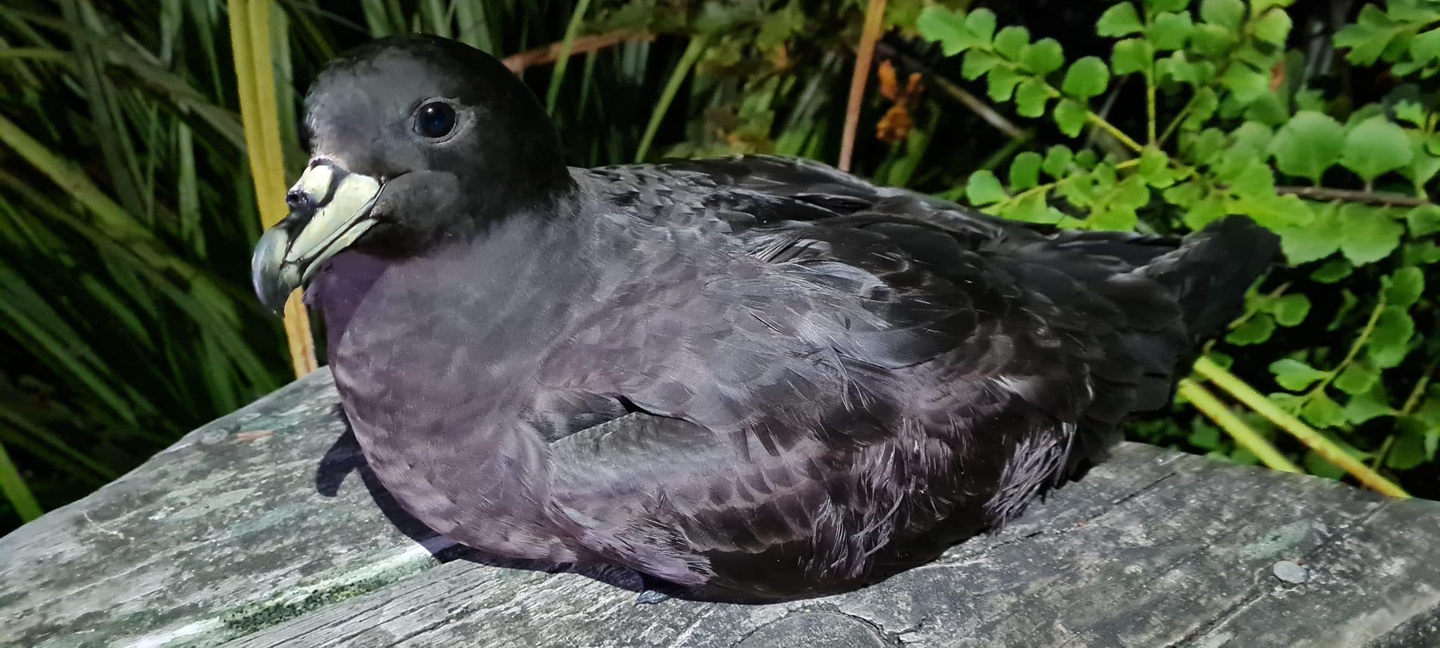 Black Petrel Action Group