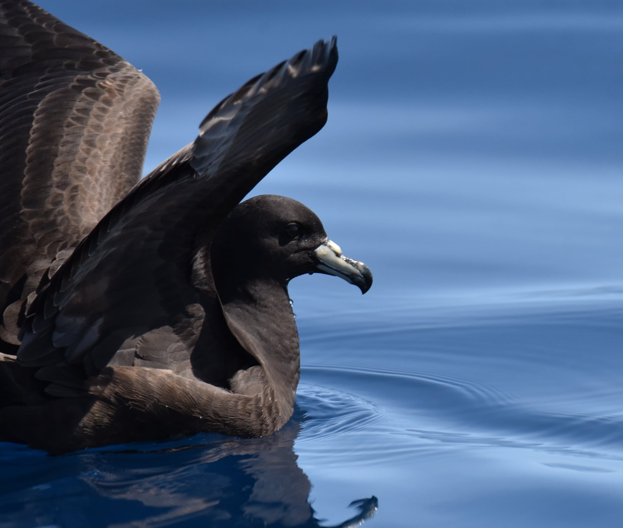 Black Petrel Virginia Nicol 2