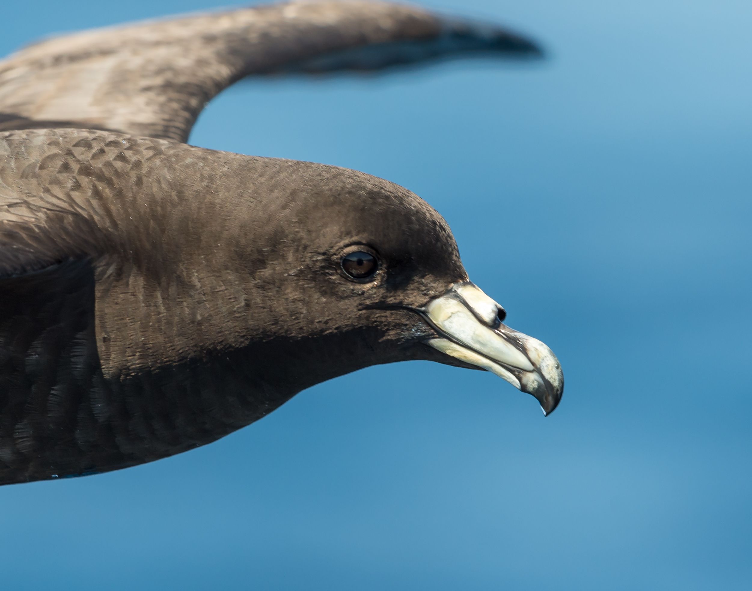 Black Petrel flying 3 Kirk Zufelt