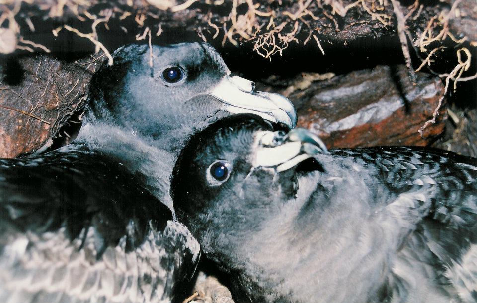 Black Petrels Biz Bell