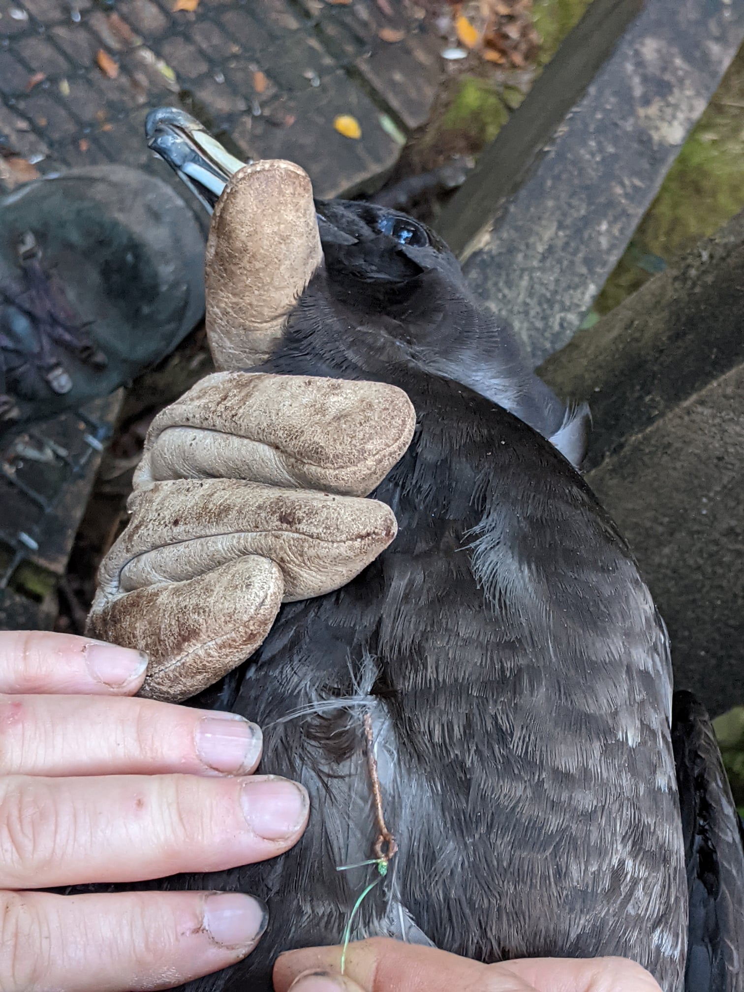 Hook Black Petrel WMIL 3