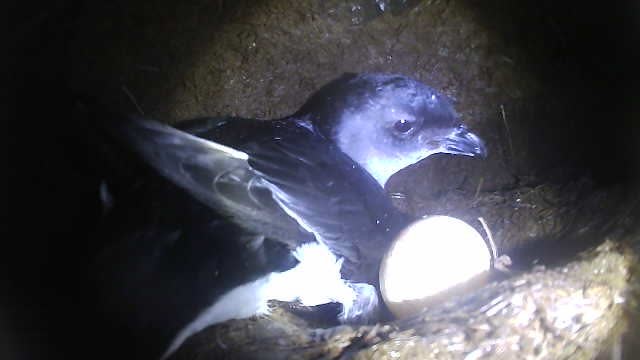 Common Diving Petrel Stefan Schoombie 1