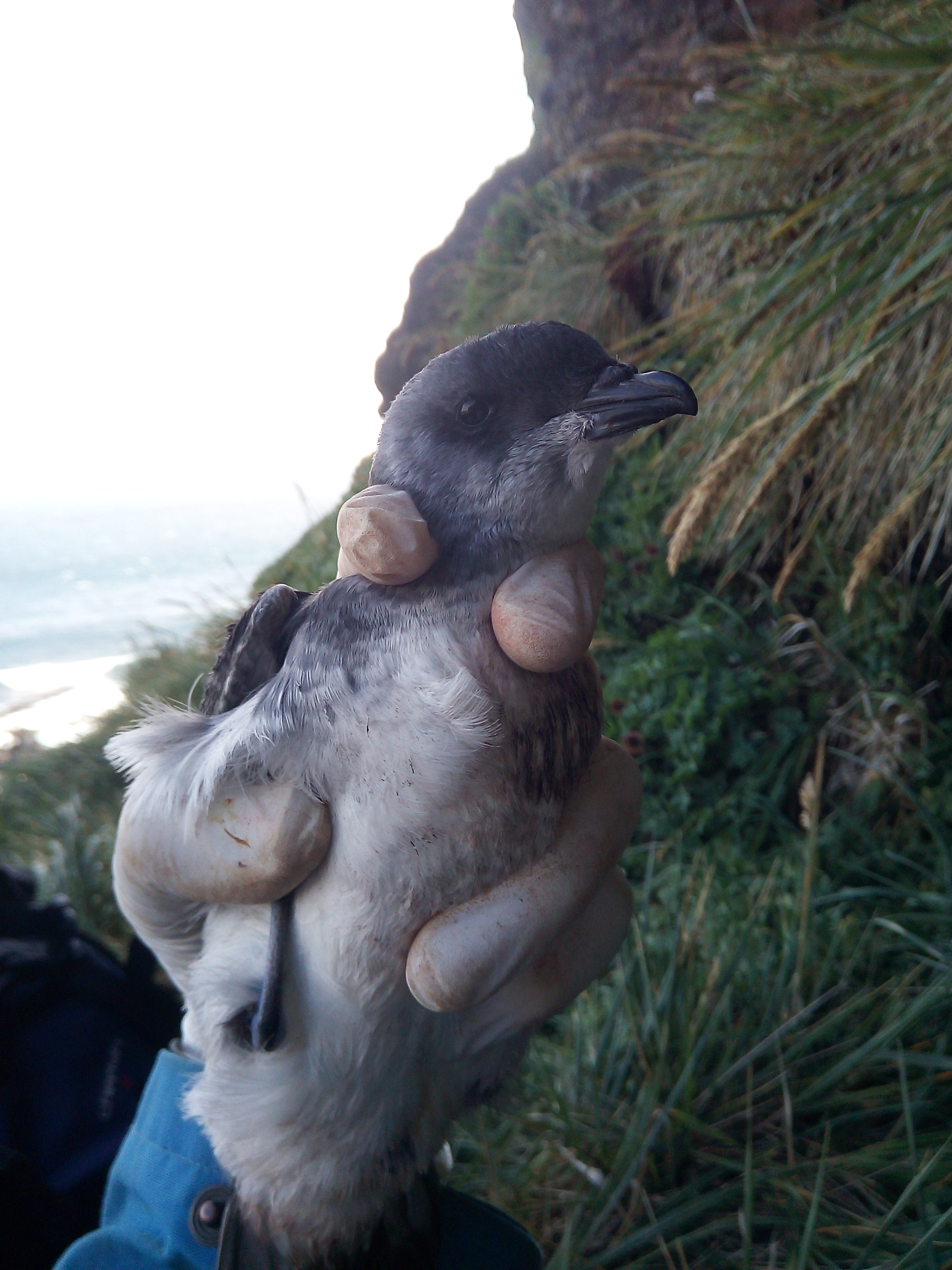 Common Diving Petrel Stefan Schoombie 3