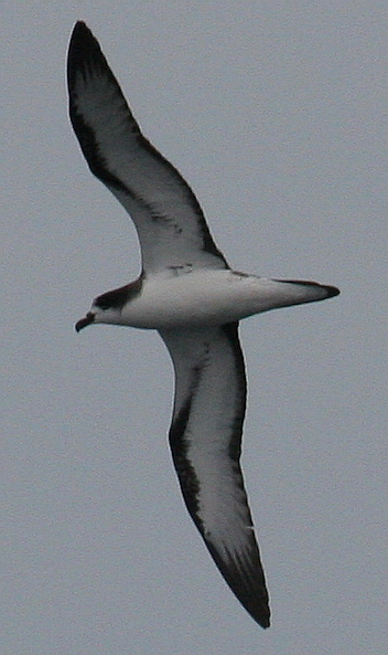 Galapagos Petrel Eric Vanderwerf