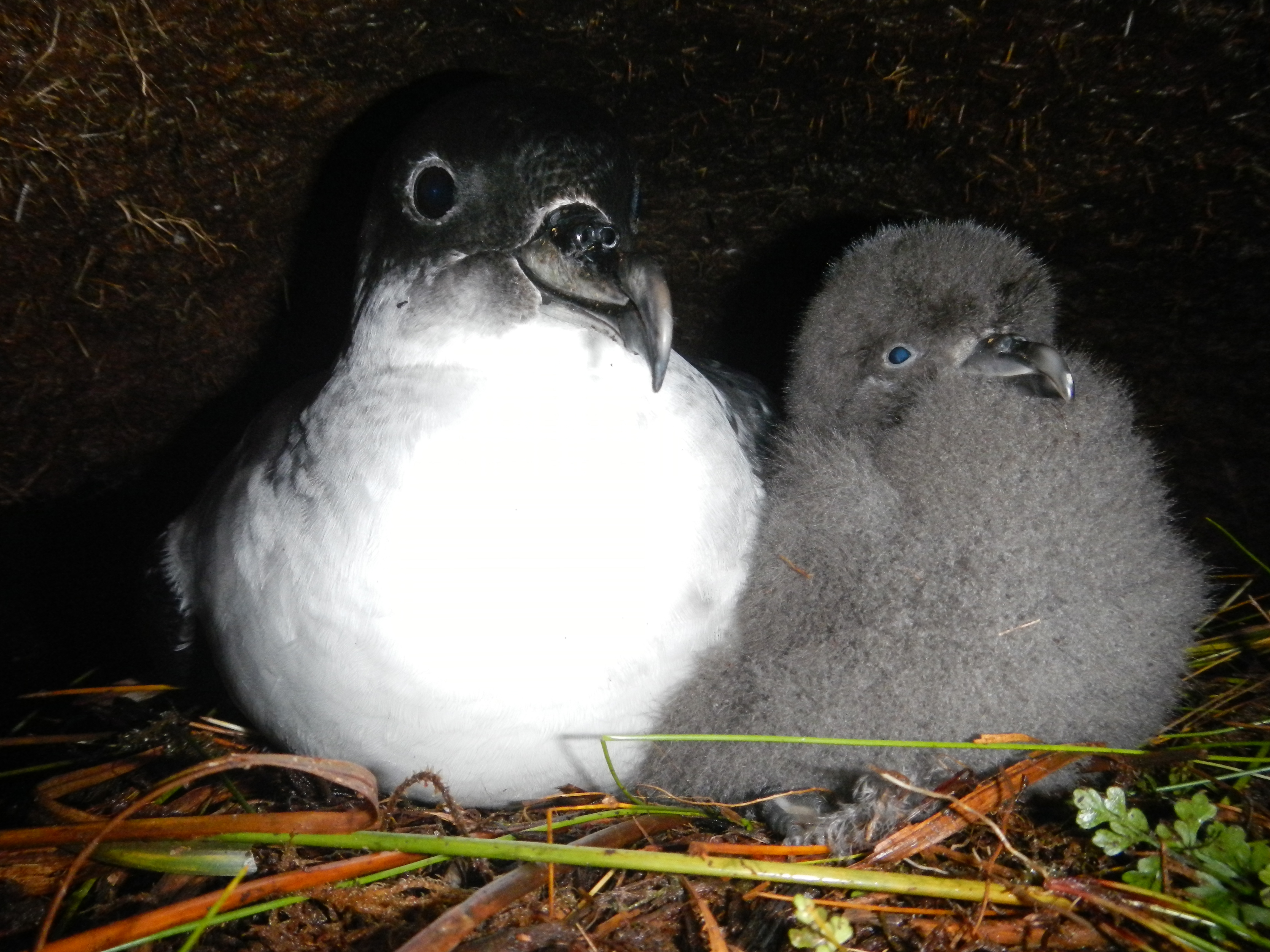 Grey Petrel adut chick Ben Dilley