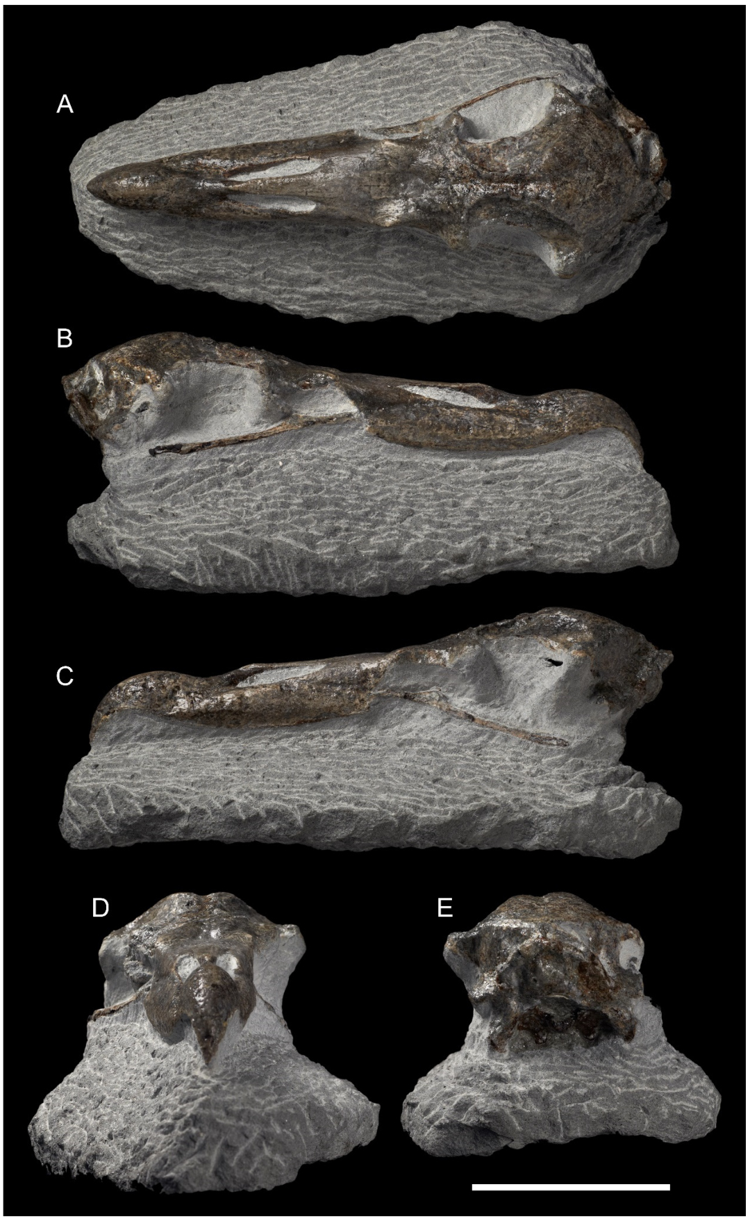 Macronectes tinae skull