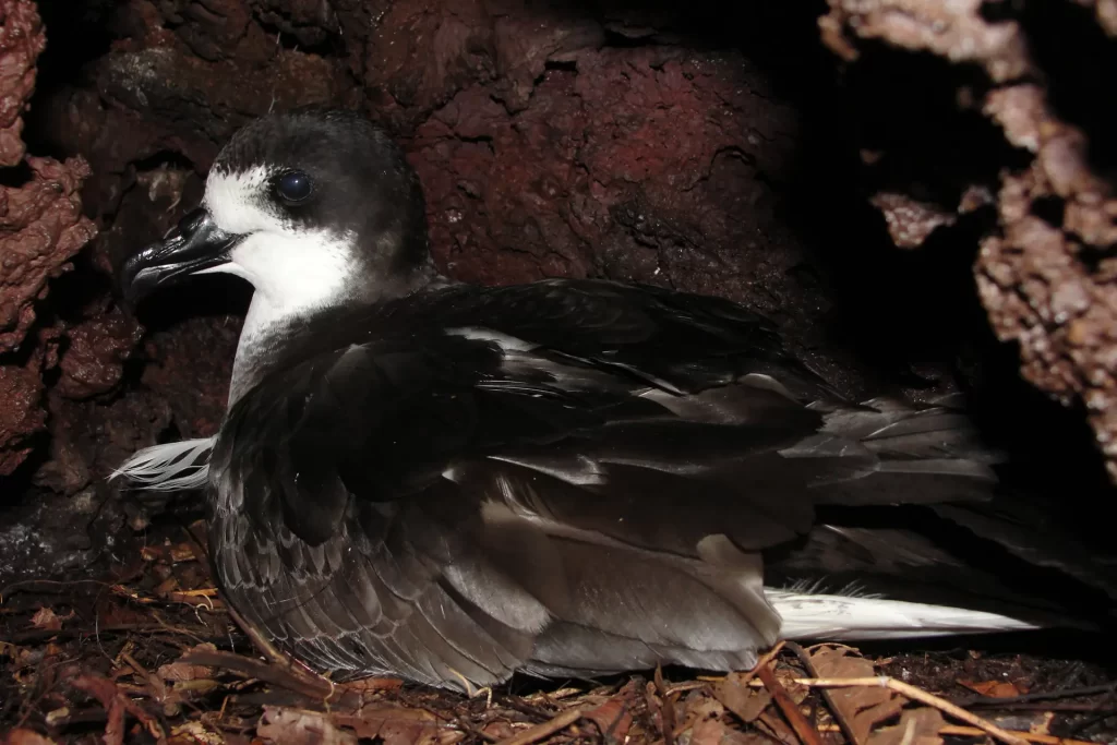 conserving galapagos petrel plan for survival 1024x683