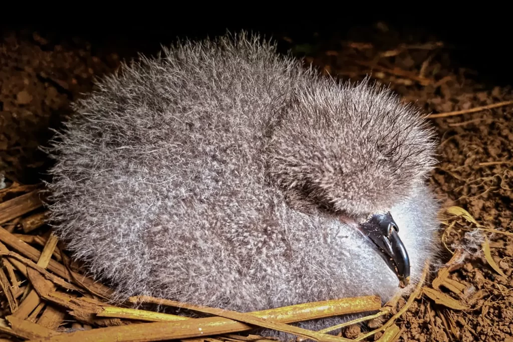 conserving galapagos petrel plan for survival 3 1024x683