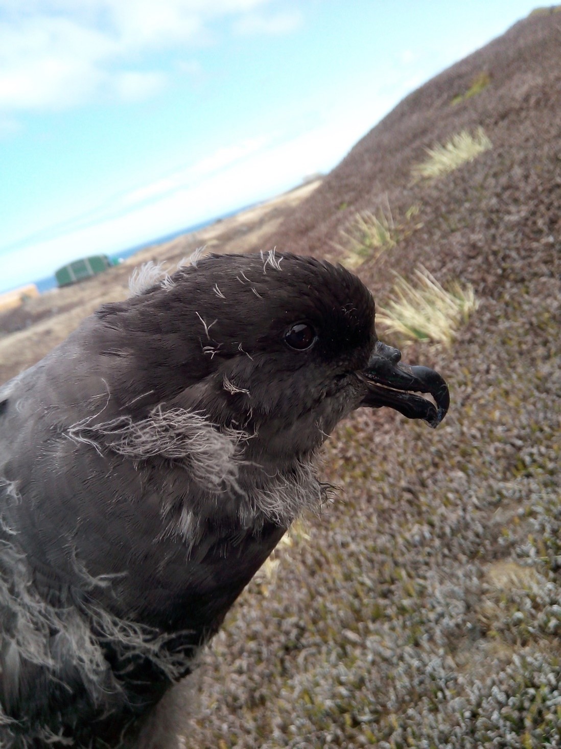 Great winged Petrel chick in hand Stefan Schoombie