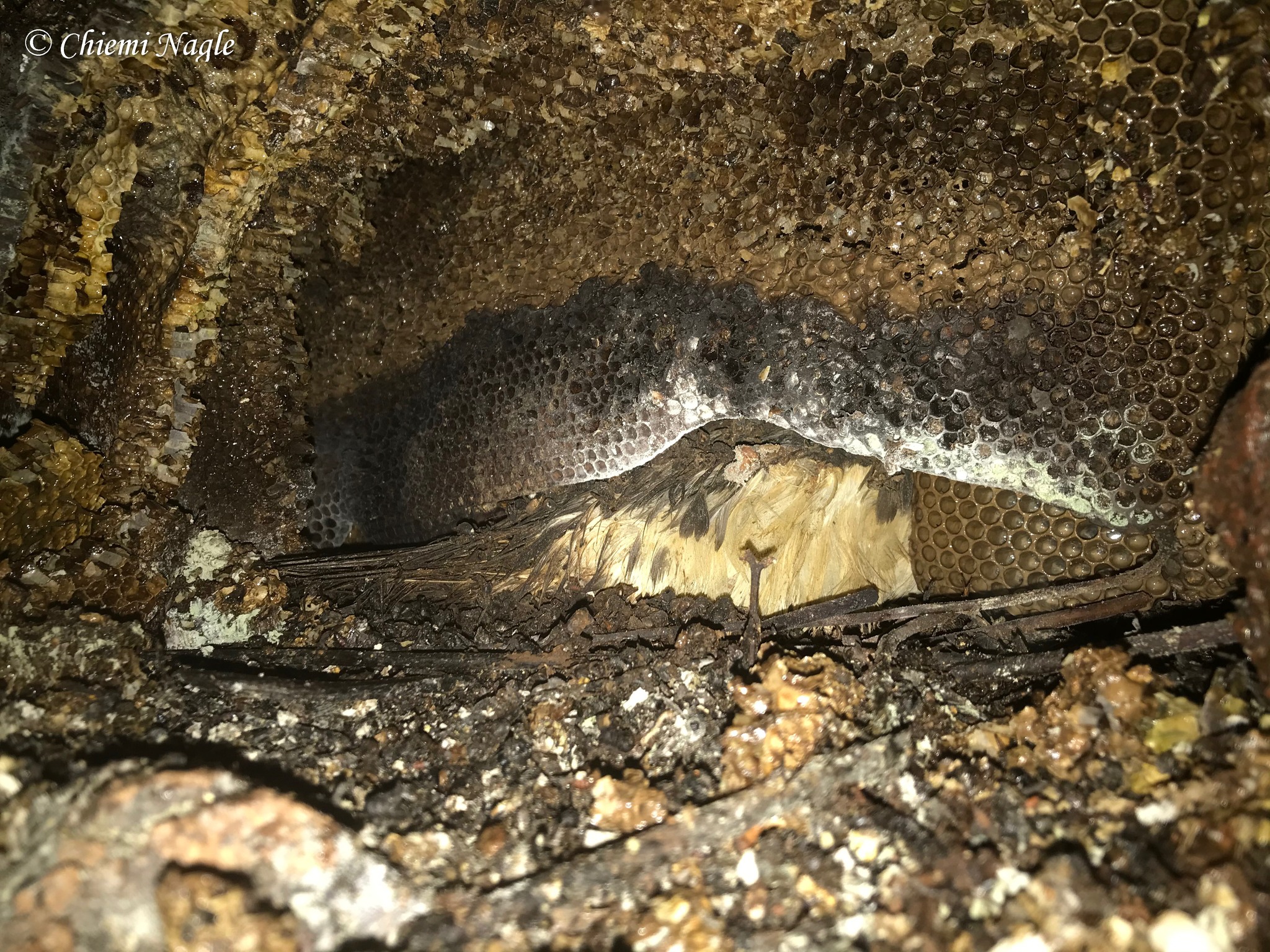 Hawaiian Petrel bees