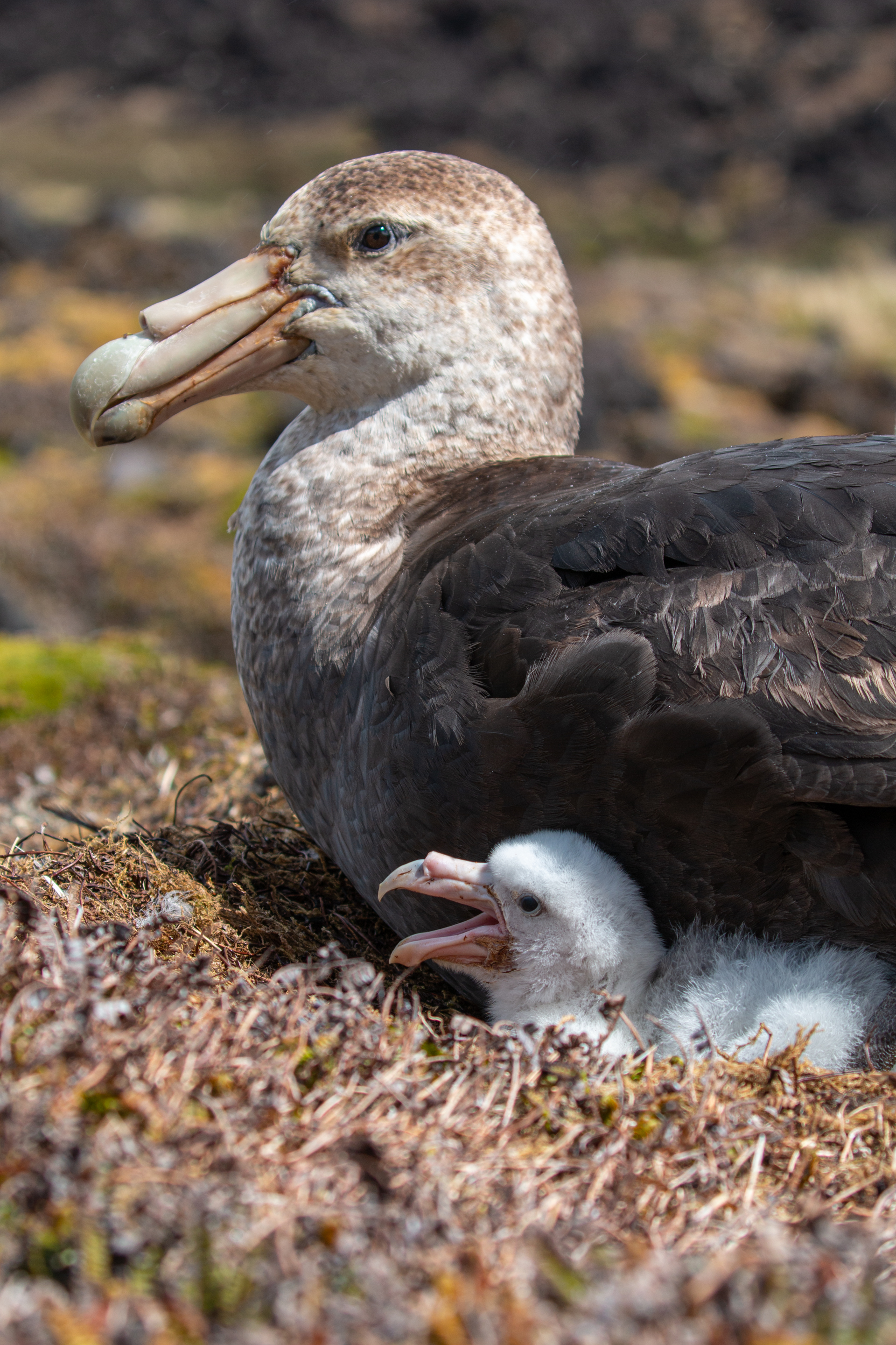 20151205 SGP chick and adult