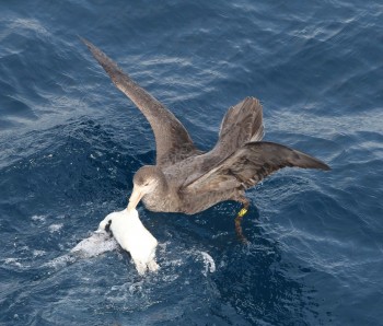 Southern Giant Petrel with penguin Peter Ryan