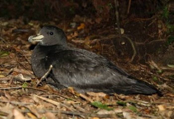 Westland Petrel Susan Waugh s