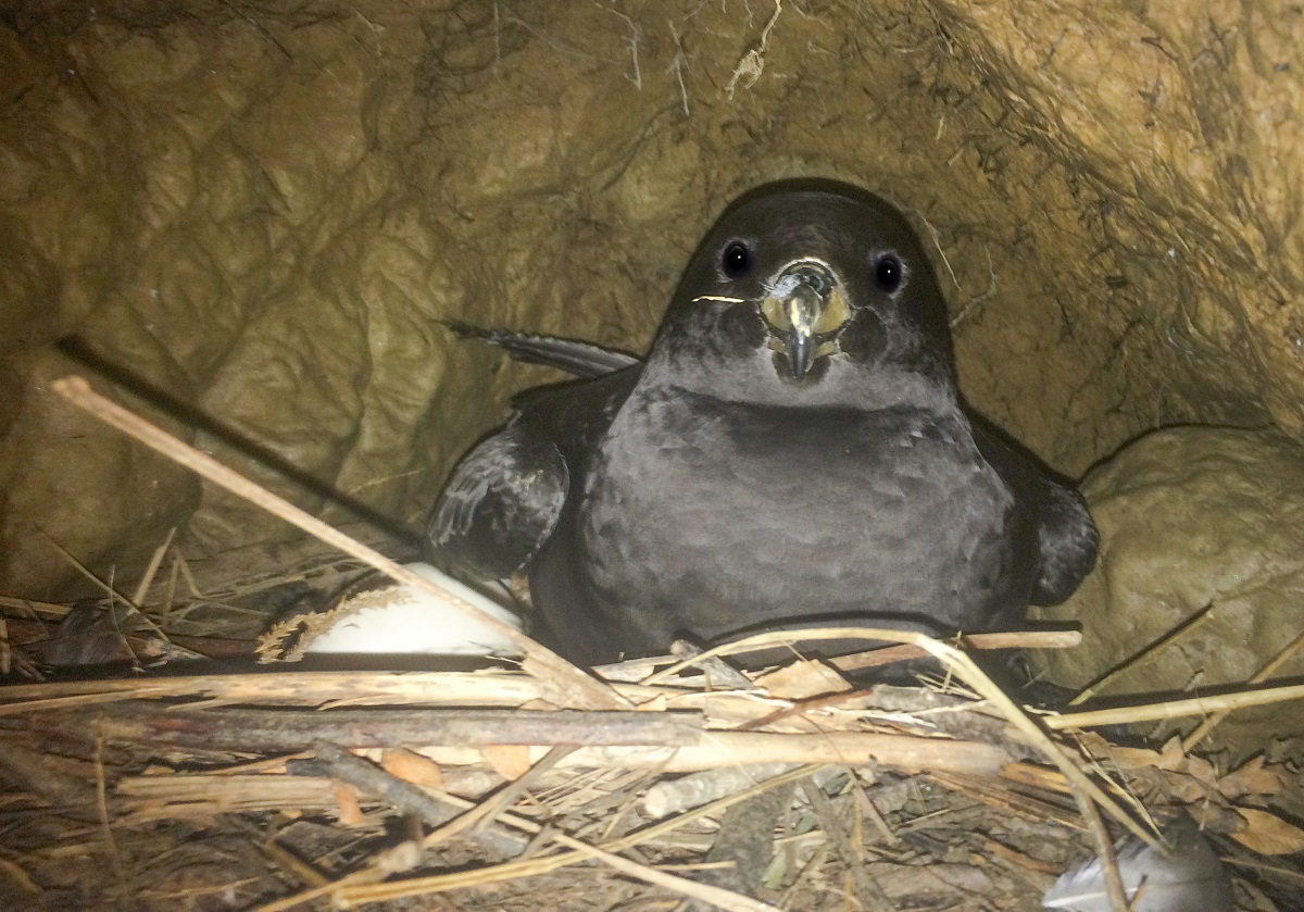 Westland petrel with egg on nest Reuben Lane