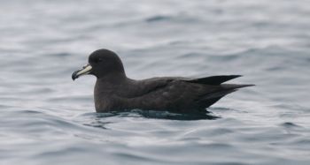 Westland_Petrel_by_Barry_Baker