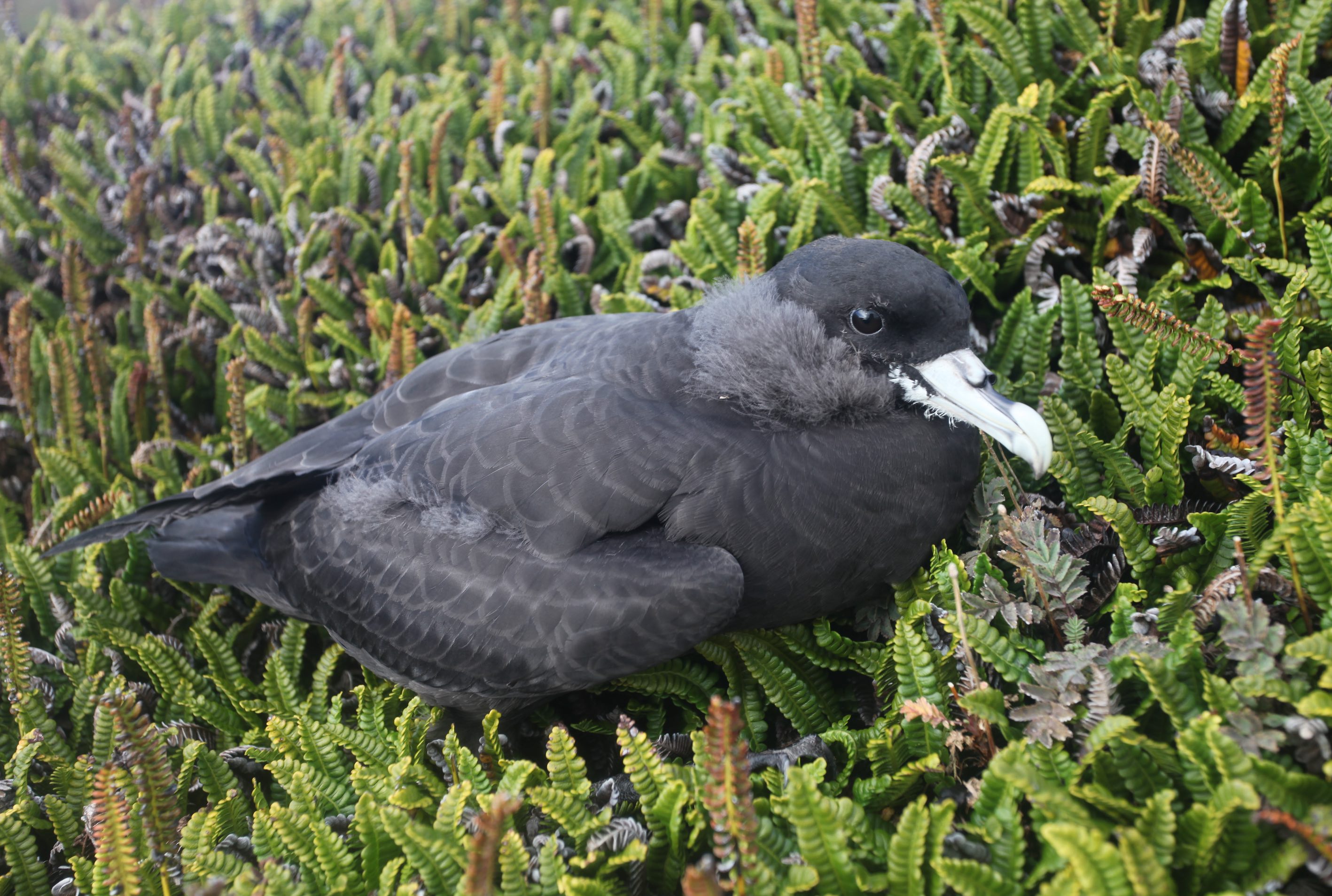 WCP fledgling Marion Peter Ryan