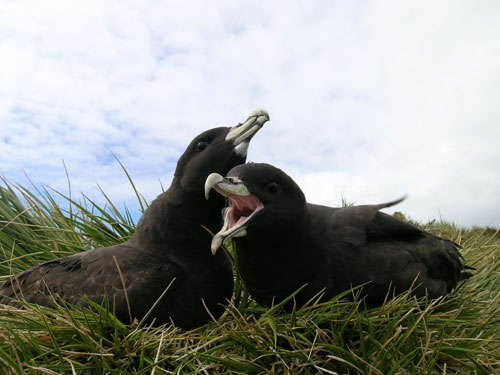 white chinned petrel by Ben Palan