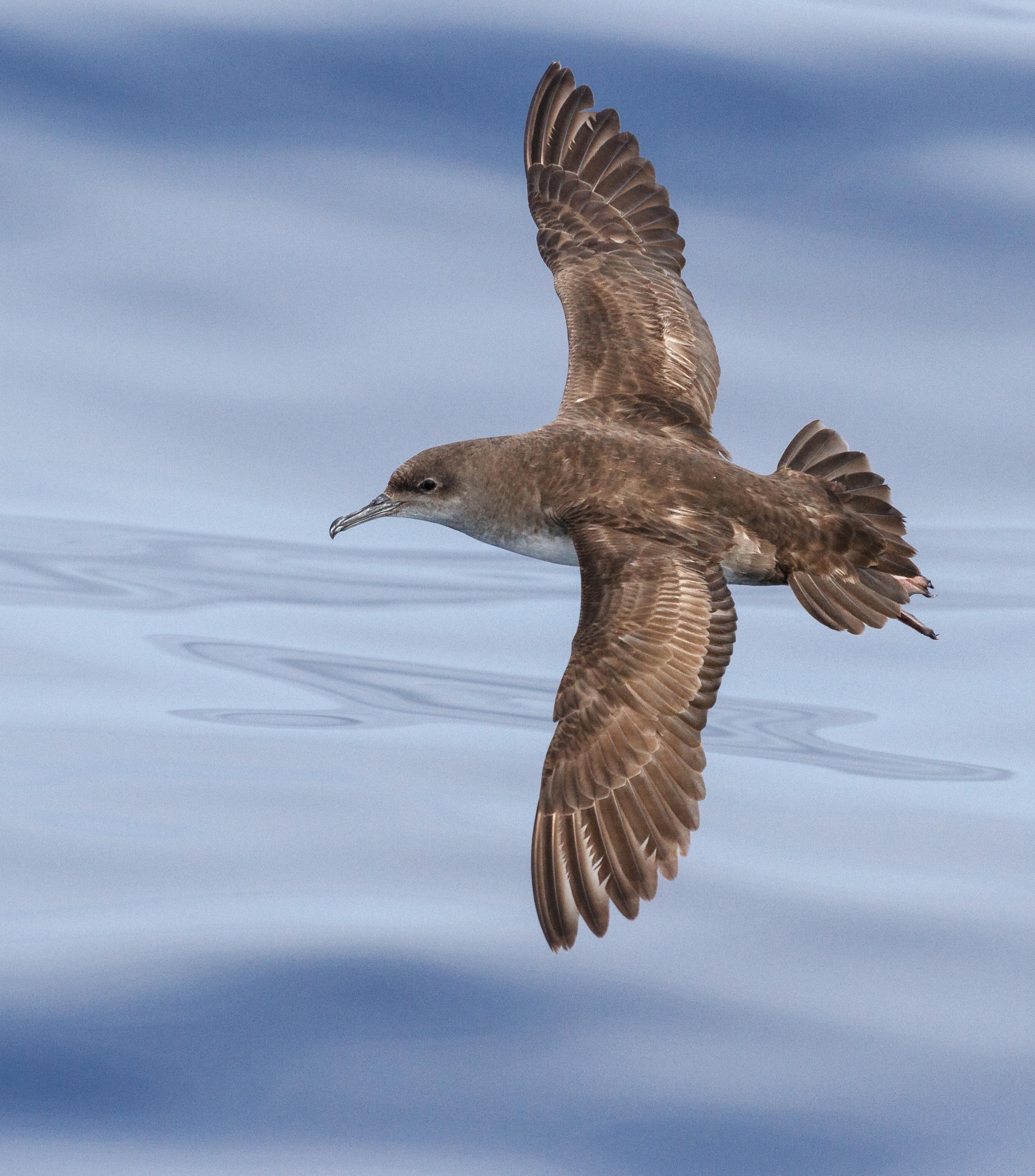 Balearic Shearwater Pep Arcos 10