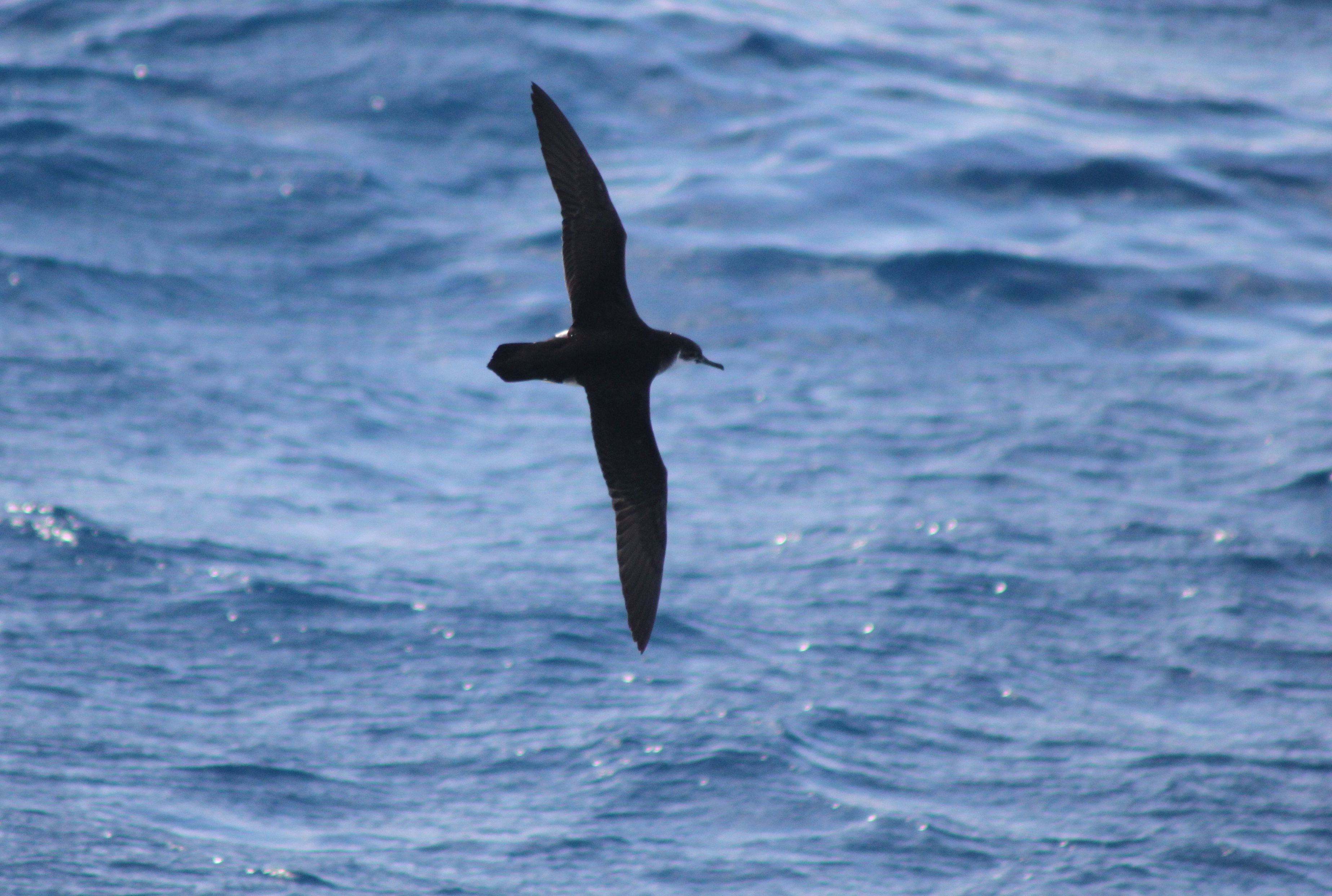 Manx Shearwater Brazil Dimas Gianuca