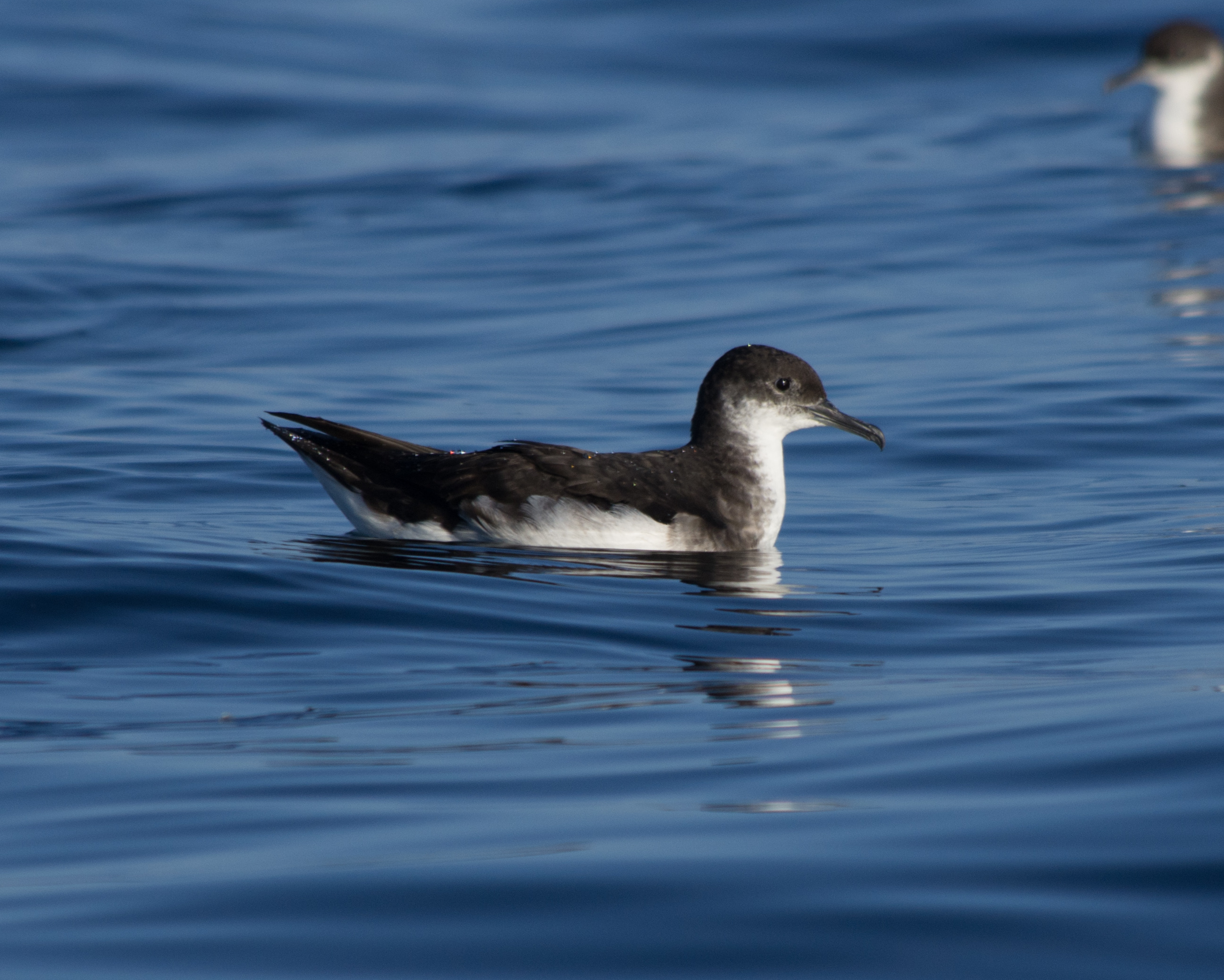 Manx shearwater Nathan Fletcher