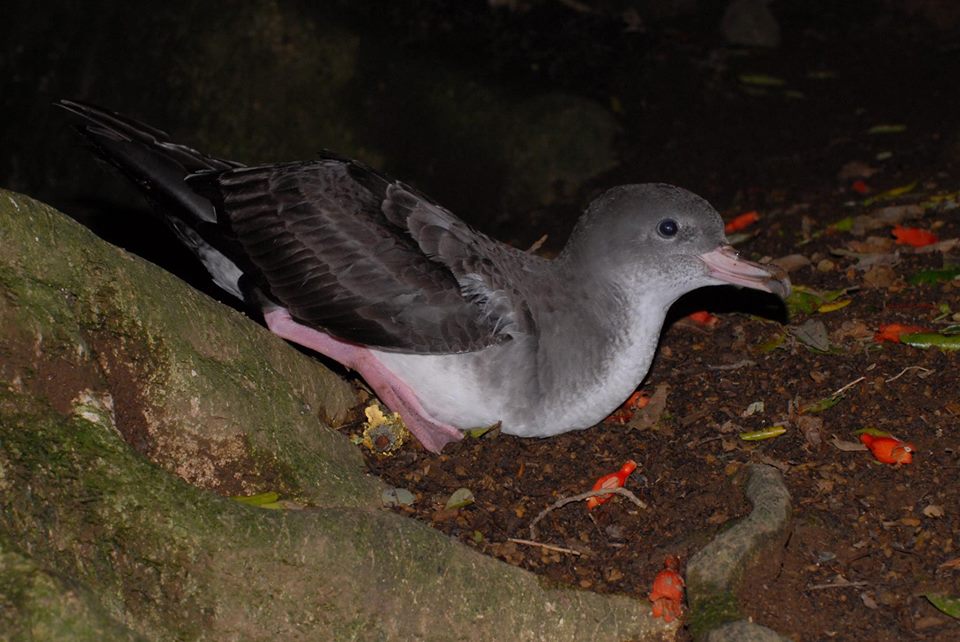 Pink footed Shearwater