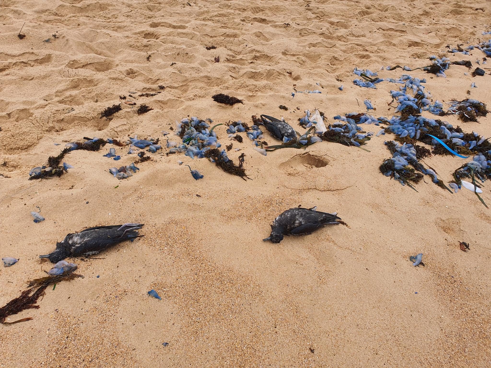 Short tailed Shearwater wreck