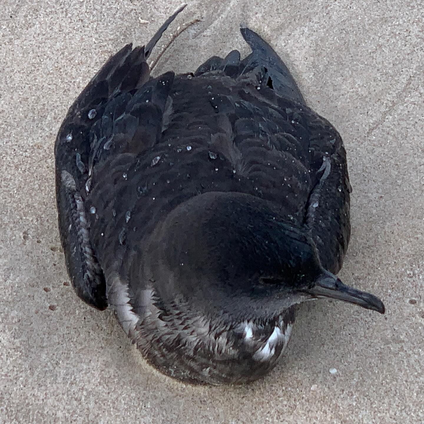 Short tailed Shearwater wreck alive