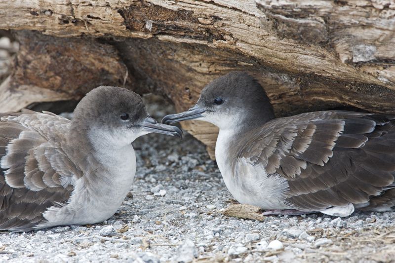 Wedge tailed Shearwater Pacific Islands Avian Health  Disease Program