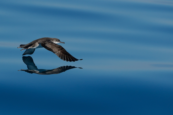 Yelkouan Shearwater by Milko Marchetti Canva