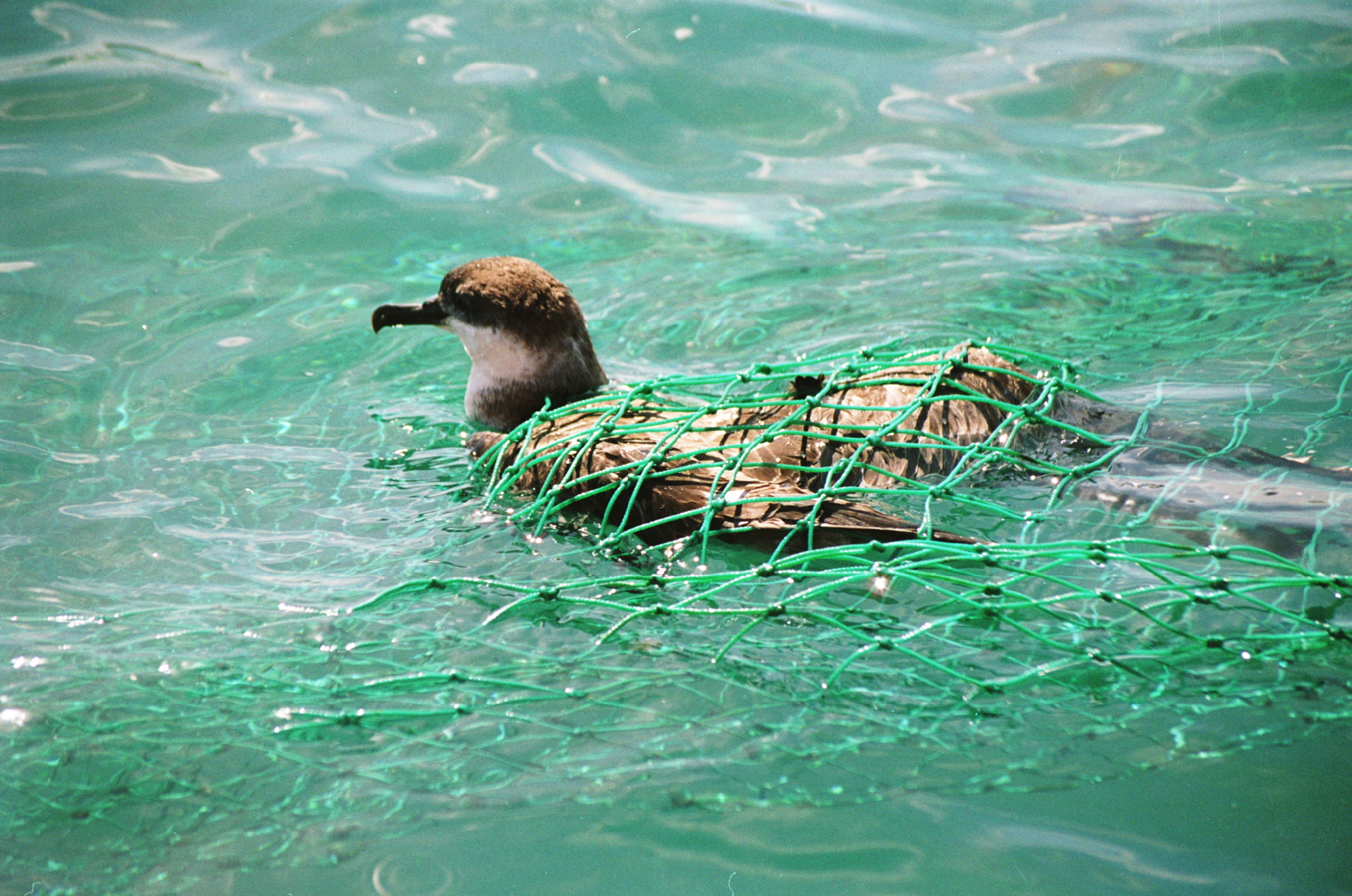 Great Shearwater Argentinian Side Trawler entangled Leo Tamini