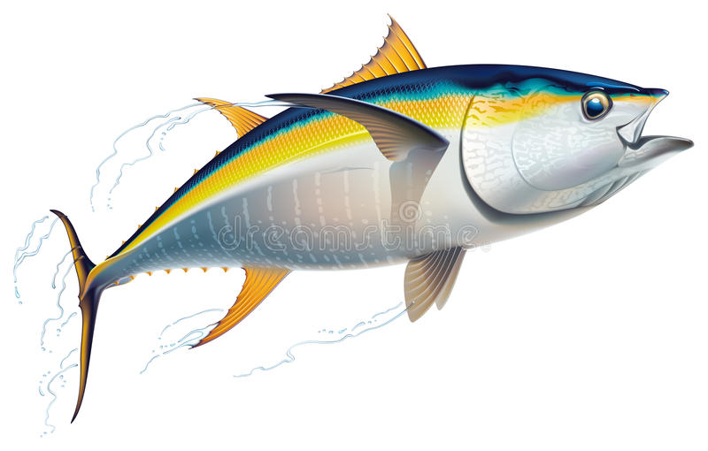 Yellowfin tuna