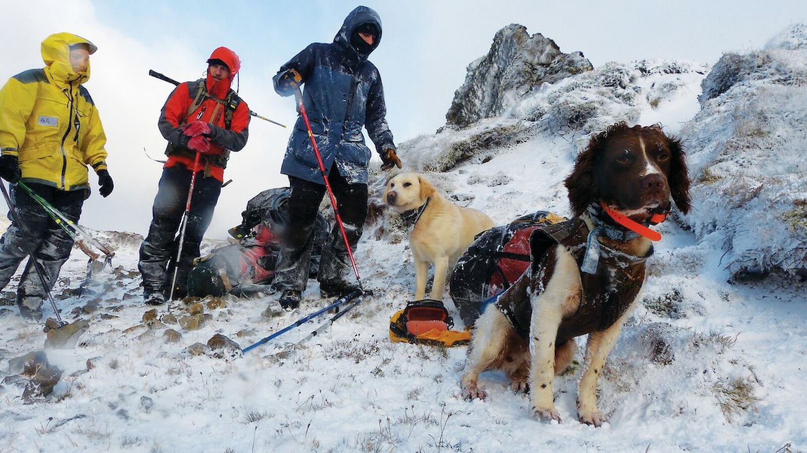 dogs mac island tpws