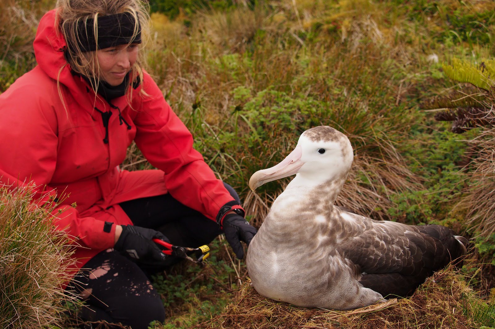 Jaimie Cleeland Gough Island