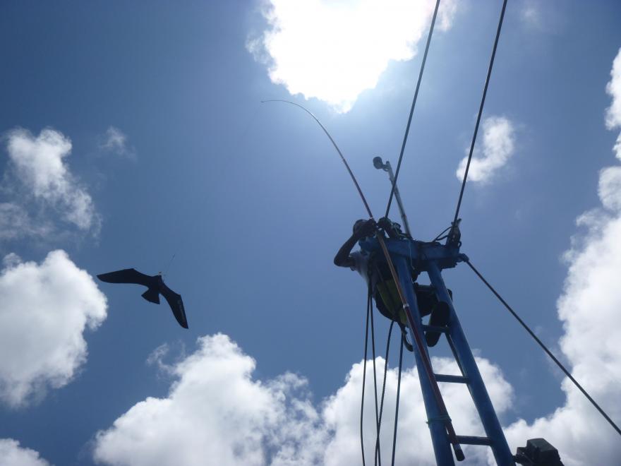 Scary bird device purse seine.Ana Almeida.1