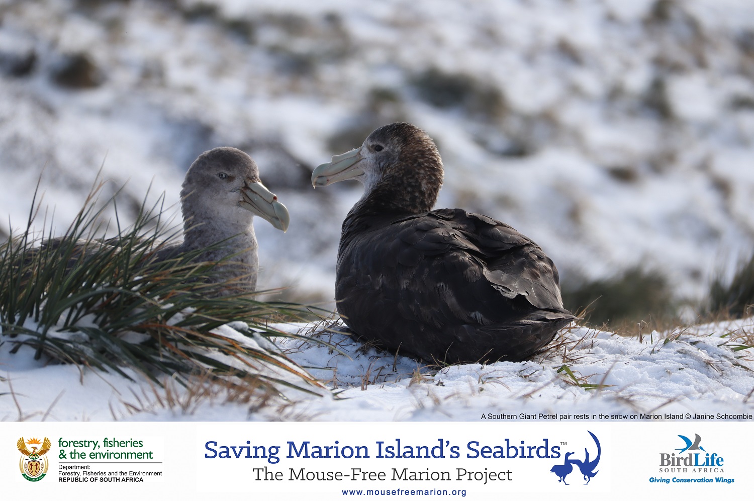 Southern Giant Petrel Janine Schoombie s