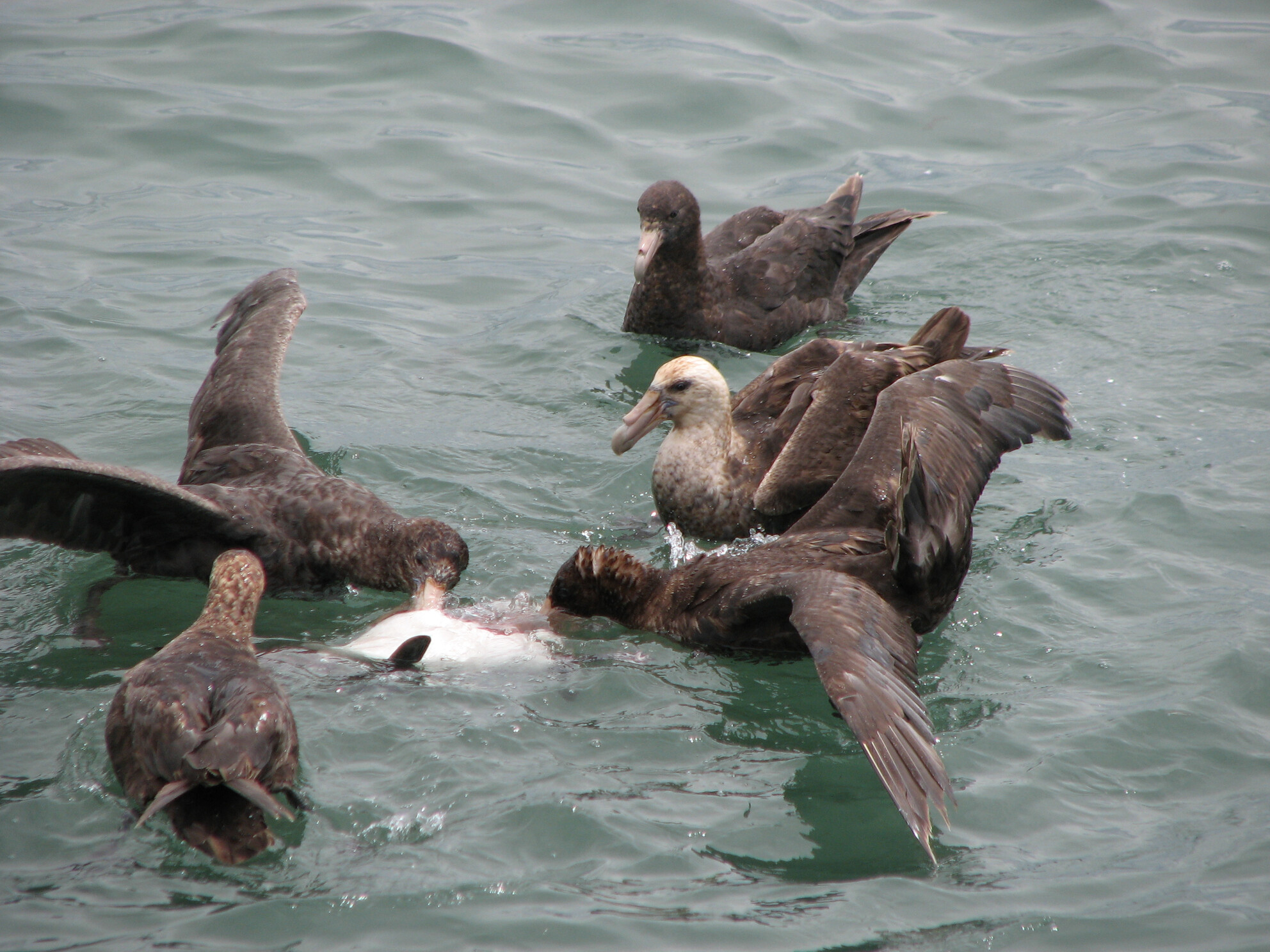 Wagner SGP Paper on predation of Magellanic Penguins