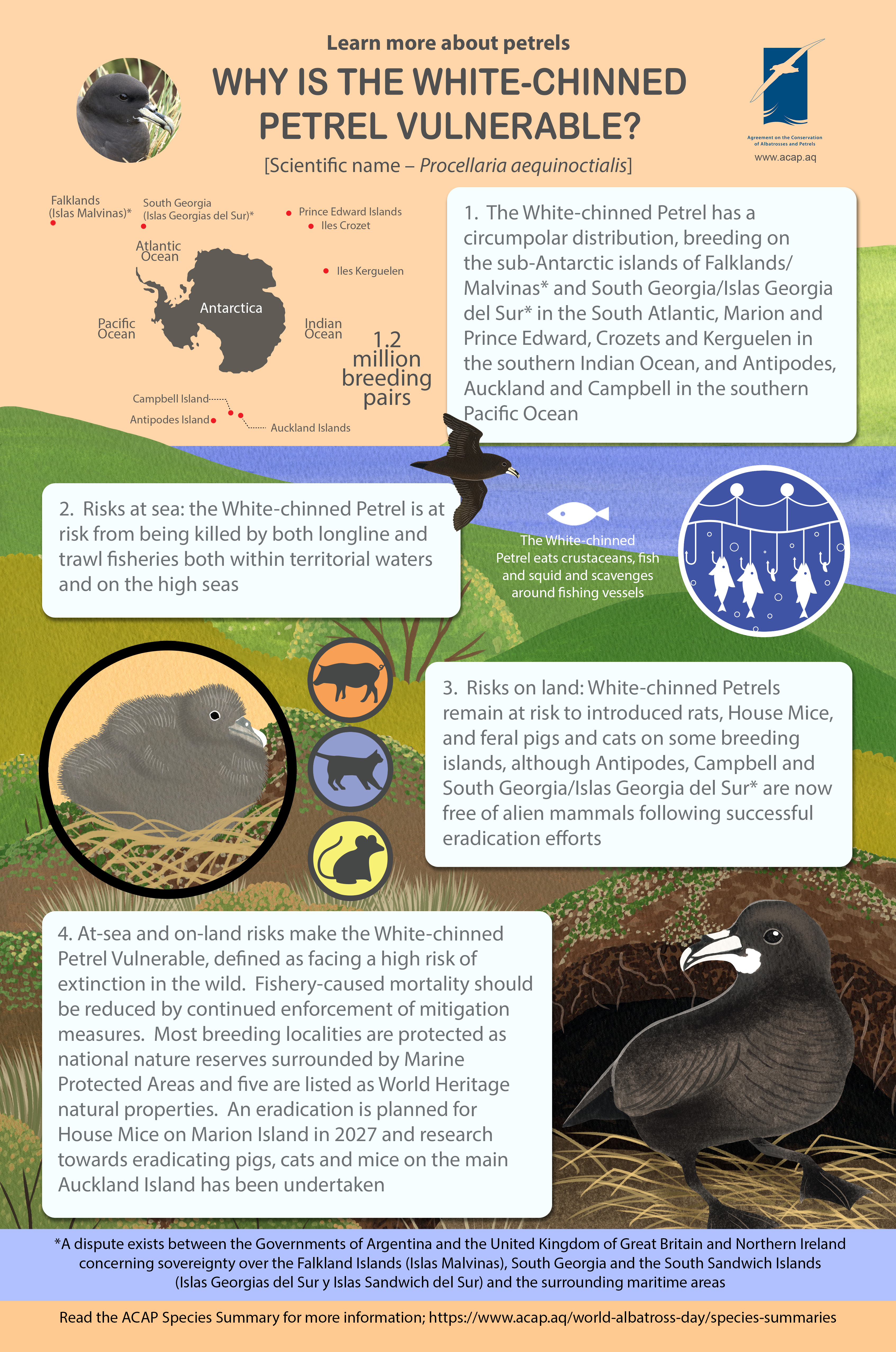 whitechinnedpetrel eng mediumposter5mmbleed