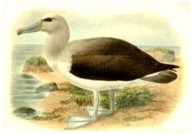 Salvins Albatross Keulemans