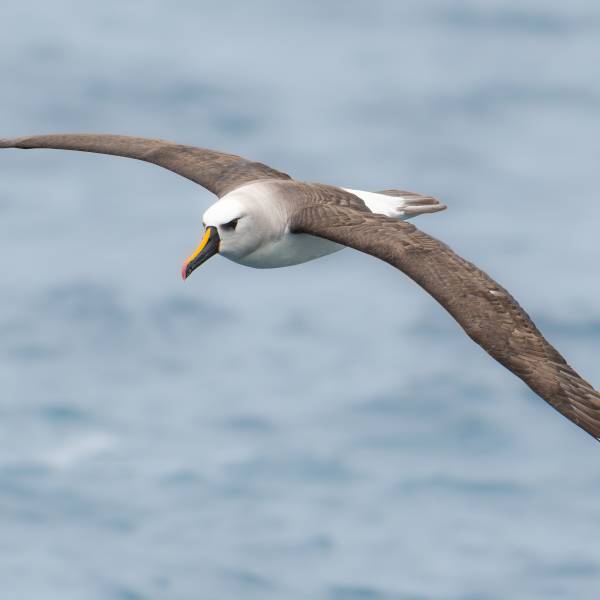 New study measures energy costs of dynamic soaring in albatrosses