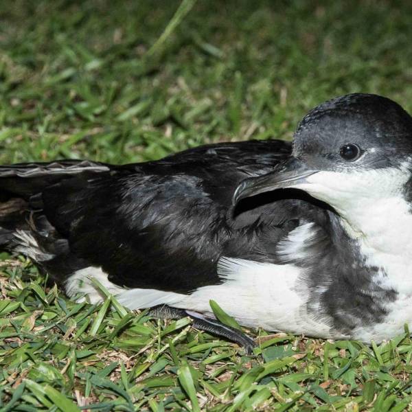 Minimizing fallout due to bright lights by breeding Newell’s Shearwaters and Hawaiian Petrels