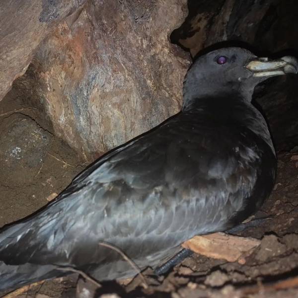 The incubation period of the ACAP-listed Black Petrel