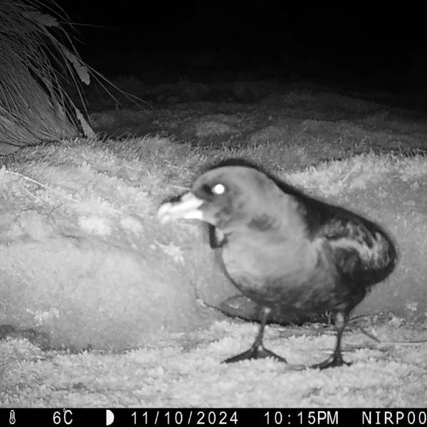 White-chinned Petrels are set to attempt breeding once more on New Island