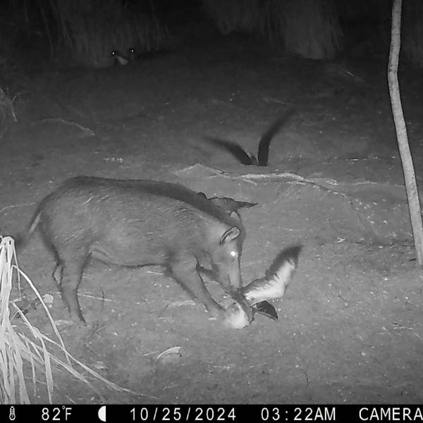 A feral pig kills a Wedge-tailed Shearwater on the Hawaiian island of Kauai