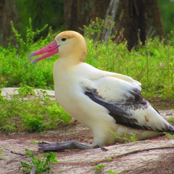 Five Short-tailed Albatrosses on Midway Atoll: start of a colony?