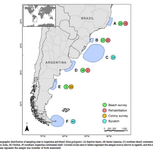 Nearly a third of procellariiform seabird carcasses from the coasts of Argentina and Brazil contained plastic