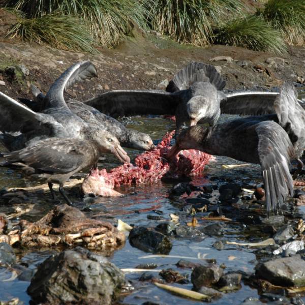 Less seal for dinner?  Mercury concentrations have decreased in giant petrel chicks on Bird Island, South Atlantic