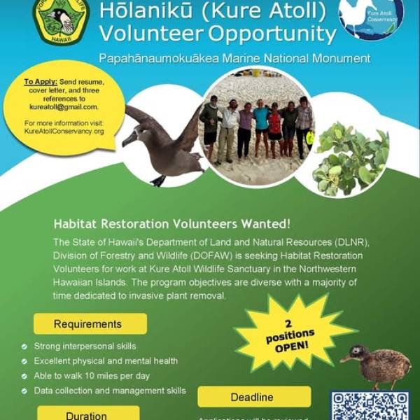 Live with albatrosses for up to a year!  Volunteer opportunities on Kure Atoll in the Northwest Hawaiian Islands