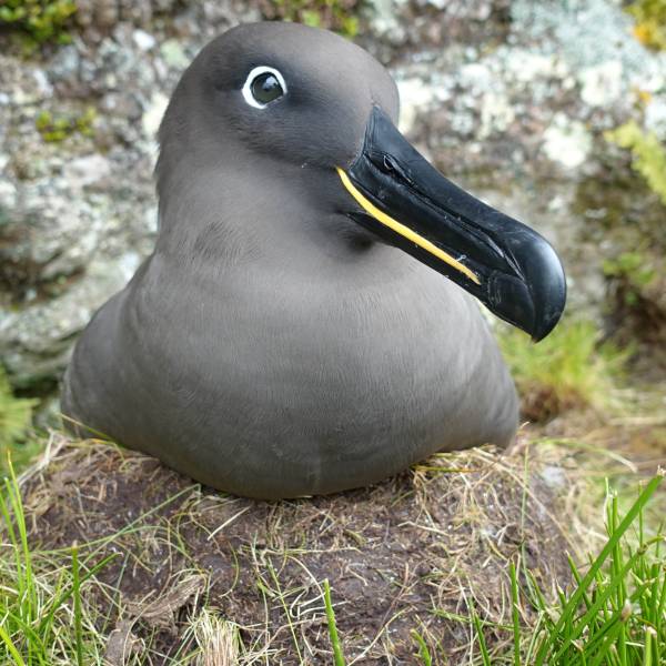 How bright is your beak? South Atlantic and southern Indian Ocean Sooty Albatrosses differ in genetics, morphology and ecological preferences