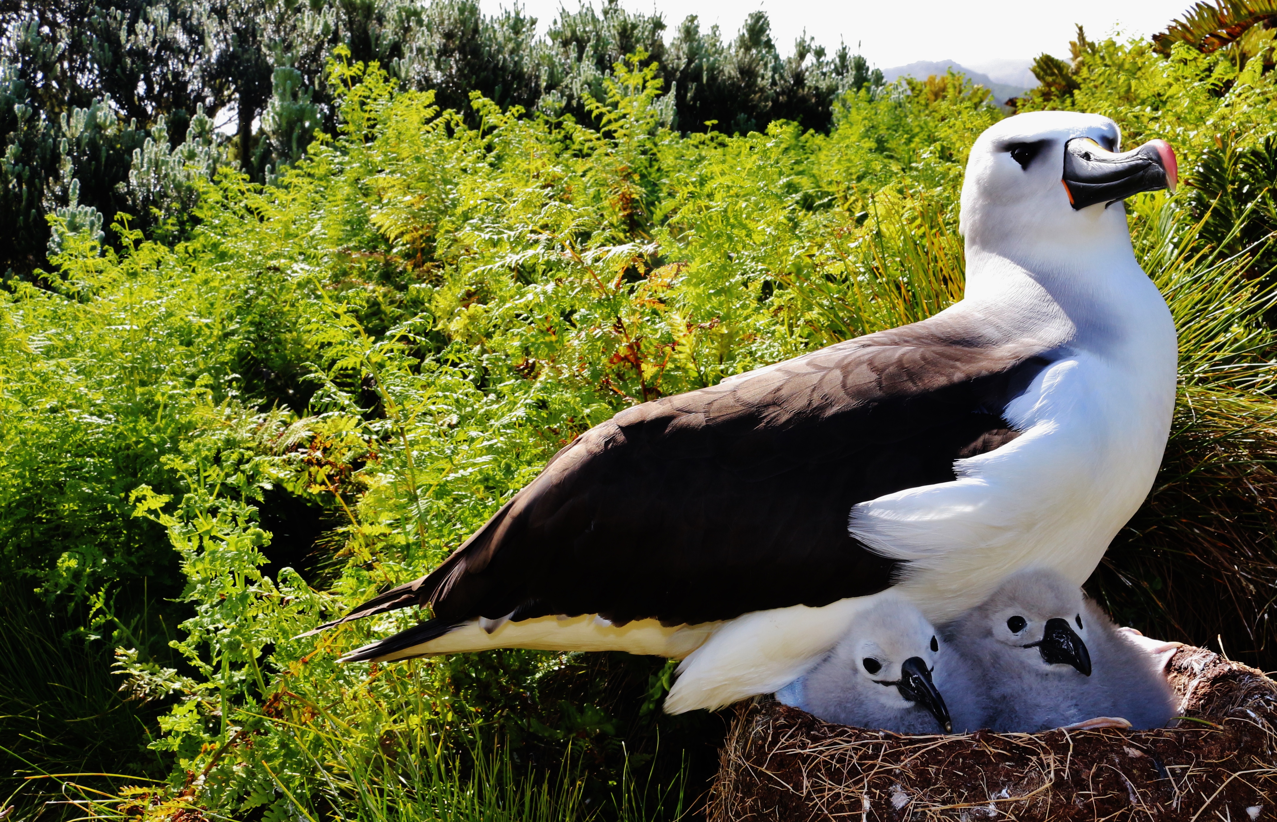 Colouring in Atlantic Yellow nosed Albatross Lea Finke